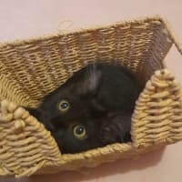 Photo of Penny (Wise)