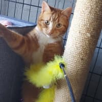 Photo of Leyton & Dakota 🐈‍⬛🌺