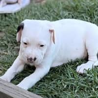 Photo of Spot 
