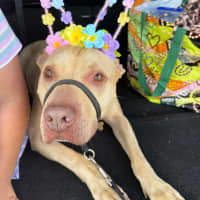 Photo of Topaz   7 Year Old Staffy