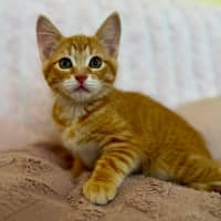 Photo of Tom   In Foster Care In Croydon