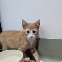 Photo of Donut