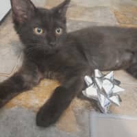 Photo of Penny (Wise)