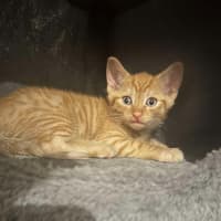 Photo of Gus