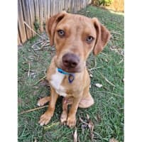 Photo of Gunner *$350 Adoption Fee*