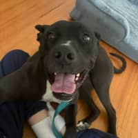 Photo of Boof
