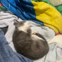 Photo of Percy