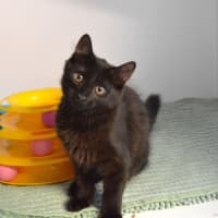 Photo of Karma (Nessa)