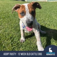 Photo of Rusty   12 Week Old Cattle Dog