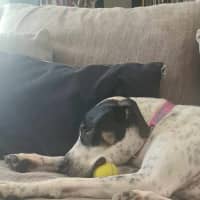 Photo of Missy