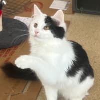 Photo of Chickpea