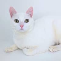 Photo of Phoebe