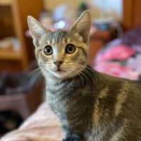 Photo of Tamaki ** 2nd Chance Cat Resce**