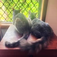 Photo of Daphne