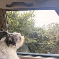 Photo of Buddy