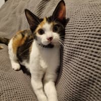 Photo of Callie Bean