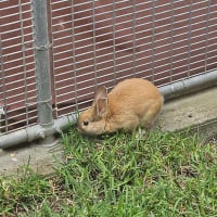 Photo of Basil