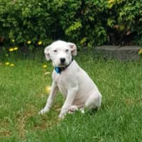 Photo of Winston
