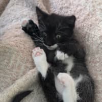 Photo of Pingu