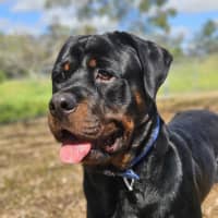 Photo of Bongo