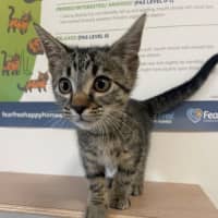 Photo of C1579 Berry