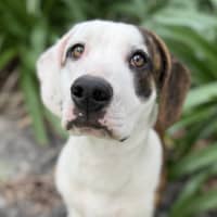 Photo of Chilli Flake 