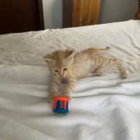Photo of Saffi
