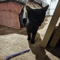 Photo of Arsh ** 2nd Chance Cat Rescue**