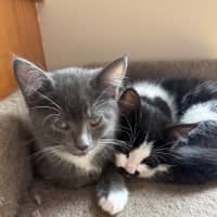 Photo of Pugsley Meet Me At Petstock Chelsea