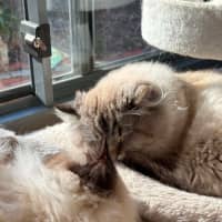 Photo of Merlin  In Foster Care In Lower Plenty
