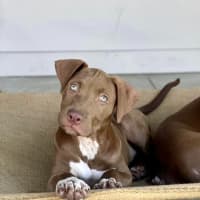 Photo of Buddy