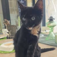 Photo of Frankie   6 Month Old Domestic Medium Hair