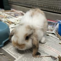 Photo of Marshmallow
