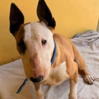 Photo of Indy