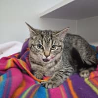 Photo of Moana