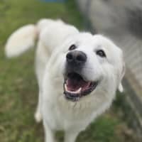 Photo of Apollo (66684)