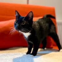 Photo of Sprinkles   In Foster Care In Brunswick East