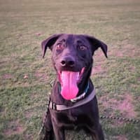 Photo of Baxter 