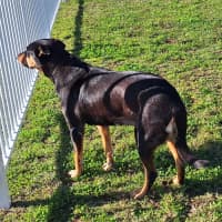Photo of Roxy