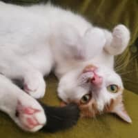 Photo of Hetty   Located In Coburg