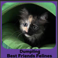 Photo of Dumpling 