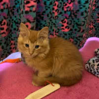 Photo of Kintaro (Assisted Rehome)