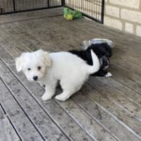 Photo of Billy The Kid