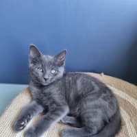 Photo of Ashy
