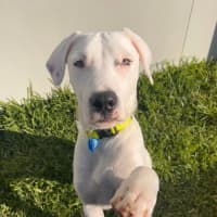 Photo of Chevy