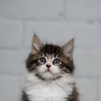 Photo of Nugget 