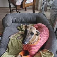 Photo of Bella, The Greyhound