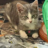 Photo of Mozart ** 2nd Chance Cat Rescue**