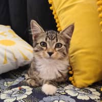 Photo of Twinkle Tail