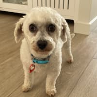 Photo of Little Miss Terra 